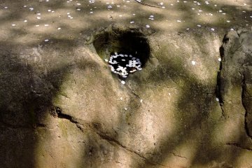 <p>Fallen petals sprinkled over a rock in the garden</p>