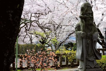 <p>There are many different colored spring blossoms here!</p>