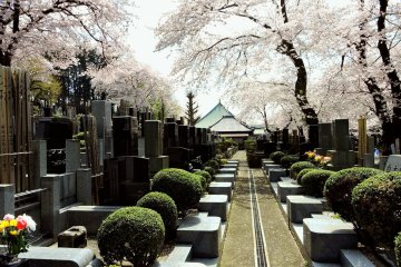 <p>The cemetery of Toun-ji Temple is surrounded by cherry trees</p>