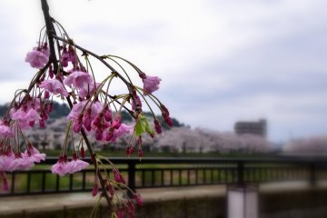 <p>Pink weeping cherry branch fluttering in the wind</p>