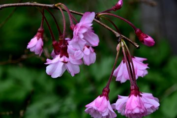 <p>Elegant and beautiful</p>