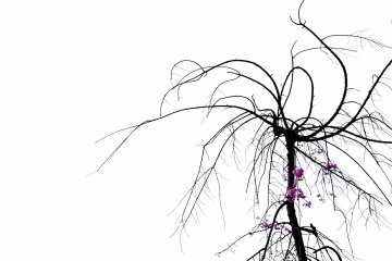 <p>Most of the petals have already fallen off this tree, but some pink flowers were still hanging in there</p>