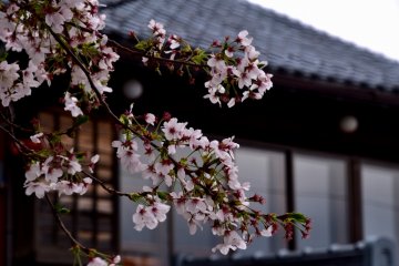 <p>Cherry branches with a Japanese house in the background</p>