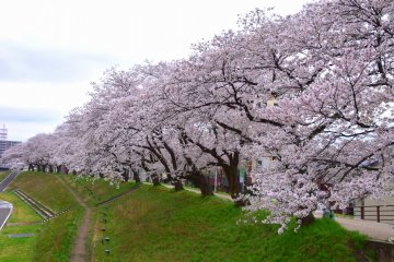 <p>Pretty pink blossoms are beautiful even on a cloudy day!</p>