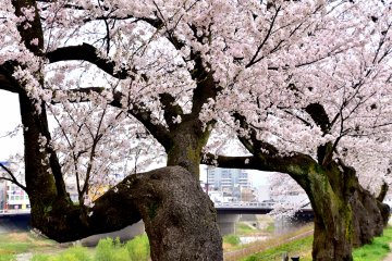 <p>Sturdy trunks of cherry trees along Asuwa River</p>