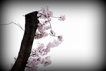<p>Cut-off cherry tree reaching for the sky</p>