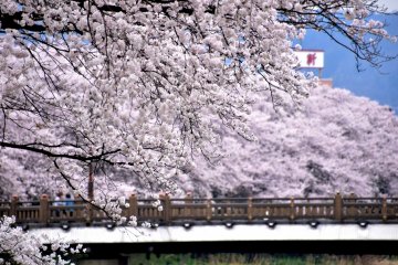<p>Looking at Sakura Bridge surrounded by pretty cherry blossoms</p>