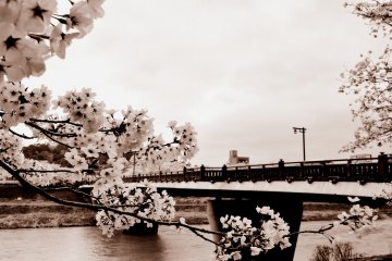 <p>Sakura Bridge and cherry blossoms in Sepia</p>