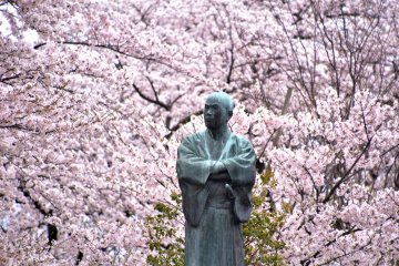 <p>A statue of Yuri Kimimasa, a famous historical figure in Fukui, standing in the midst of gorgeous cherry blossoms</p>
