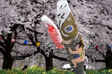 Carp Streamers with Cherry Blossoms