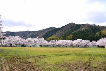 <p>Bunga sakura yang tengah mekar di taman dilihat dari kejauhan pinggir sungai</p>