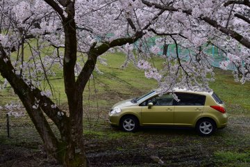 <p>Mobil ku diparkir sendirian di area hijau yang luas dihiasi sakura mekar. Mereka semua adalah milik saya!</p>
