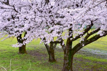 <p>Melihat kebawah ke sekumpulan pohon sakura cantik dari bahu sungai</p>