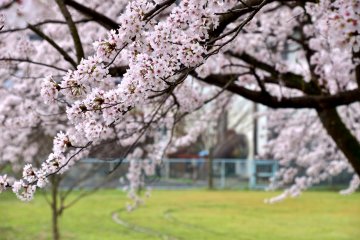 <p>Barisan bunga sakura&nbsp;yang terlihat&nbsp;kabur</p>