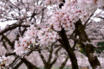<p>Mereka mengatakan disaat bagian tengah sakura mekar menjadi merah muda tua, itu adalah saatnya untuk rontok. Waktu keindahan mereka tinggal menunggu hari</p>