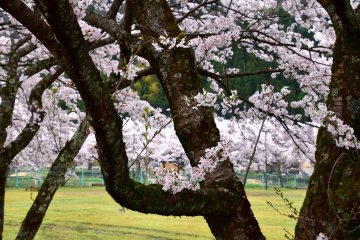 <p>Memandangi area hijau yang terisolasi melalui cabang pohon sakura</p>