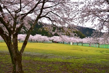 Secret Sakura Viewing Spot in Fukui