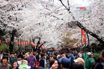 Sakura Menawan di Taman Ueno