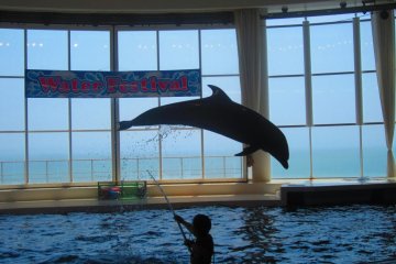 One of the dolphins doing a high jump for a trainer