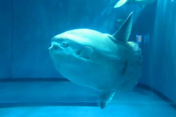 A sunfish floats mysteriously by