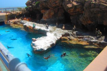 The penguins frolic in the sun awaiting their feeding time