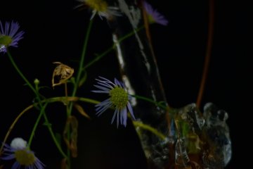 <p>Tiny flowers captured in an icicle</p>