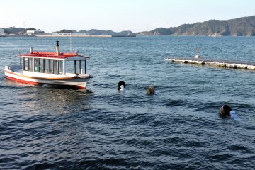 <p>Para Ama berenang kembali ke kapal</p>