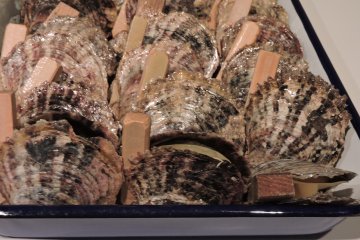 <p>The oysters are wedged open with pieces of wood to allow insertion of the pearl nucleus</p>