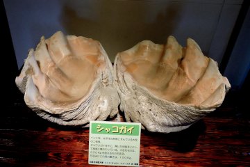 <p>Two large shell hhalves</p>