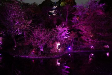 <p>The traditional garden of Hotel Chinzanso is lit up in pink for cherry blossom season</p>