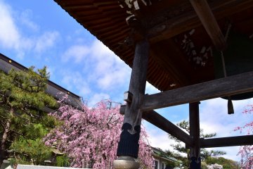 <p>Looking up at a belfry, cherry trees and the blue sky. How refreshing in almost always gray Fukui!</p>