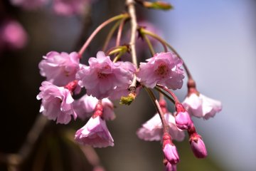 <p>Blooming in warm spring sunshine</p>