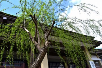 <p>Weeping willow tree in fresh green</p>