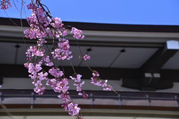<p>Cascading cherry branches and the main hall</p>