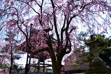 <p>This tree looks like a proud queen in a gorgeous pink gown!</p>