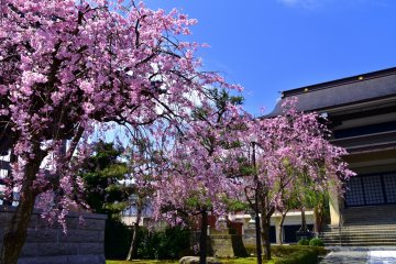 <p>Pink cherry blossoms and green leaves are making a striking contrast with the blue sky above</p>
