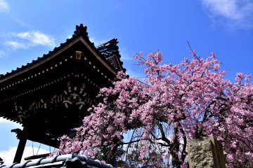 <p>Belfry with a pink weeping cherry tree under the blue sky</p>