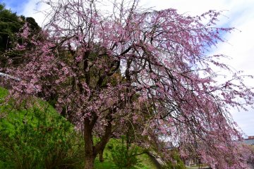 <p>Cascading cherry tree at the foot of Mt. Asuwa on which Kurotatsu Shrine is located</p>