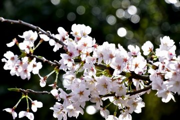 <p>Happy in the spring sunshine!</p>