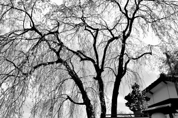 <p>Weeping cherry tree at the shrine entrance in black and white. Sadly, most of the blossoms had already fallen off the tree when I visited.</p>