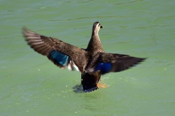 Un canard dans les douves du château secoue ses ailes au dessus de l'eau