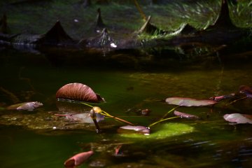 Des feuilles tombent dans l'étang de lotus des ruines du château de Fukui