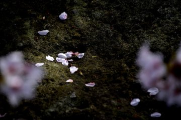 Des pétales de cerisiers sur la mousse