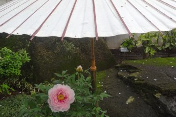 The peonies come in a variety of pinks, whites and reds