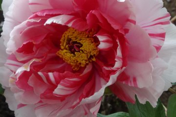 Close-up of a beautiful bloom