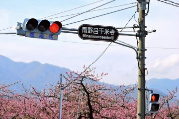 <p>I wanted to take this photo, so I was glad we had to stop for a red light &nbsp;</p>