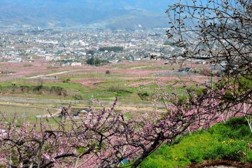 <p>A view over Koshu City from Budo-no-Oka (the name means 'Grape Hill')</p>