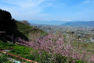 <p>Peach trees in the foreground and grape vines on the hillside, with Koshu City below and the mountains behind</p>