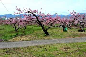 <p>Peach orchard with the blue mountains behind</p>