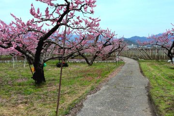 <p>A road leading through the blossoming peach trees</p>